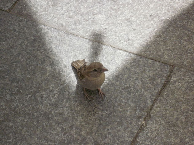 - Psst !!   (ó El entrometido)       MADRID VERANO