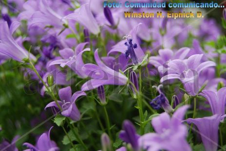 Comunidad,...