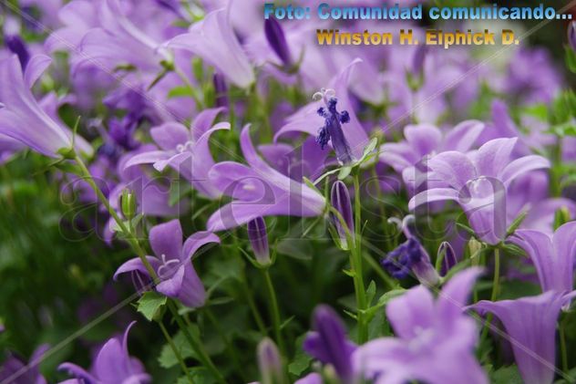 Comunidad, comunicando ...