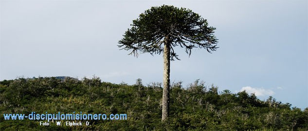 La maravillosa Araucaria Naturaleza Color (Digital)