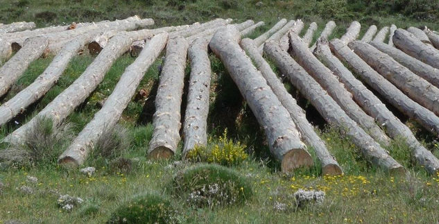 NATURALEZA "MUERTA" 