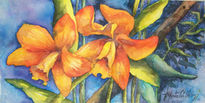 Flores Nativas