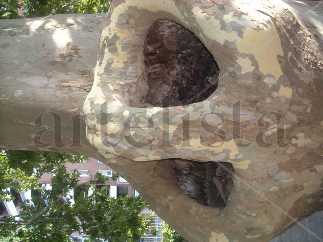 arbol