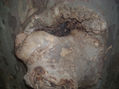 caprichos de la naturaleza