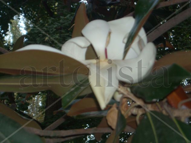 flor