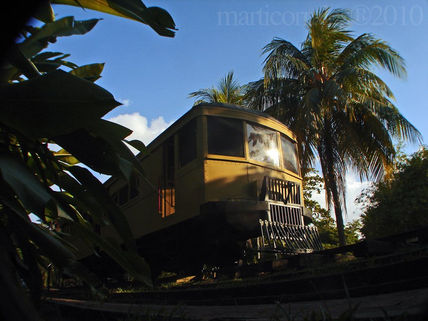 Tren entre palmeras