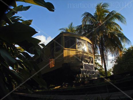 Tren entre palmeras