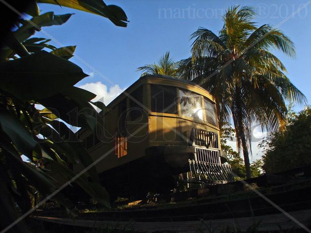 Tren entre palmeras