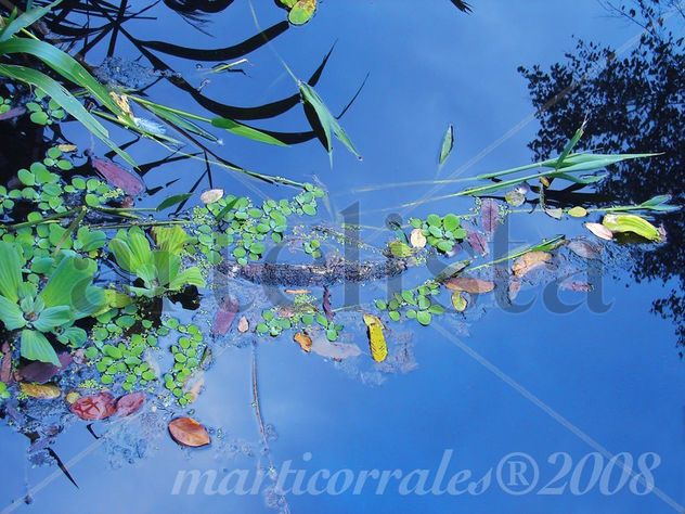 Plantas acuaticas