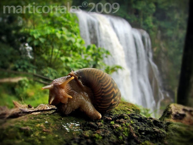 Caracol y cataratas de Pulahpanzak Nature Color (Digital)