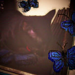 Savila caquetense thumbnail 1