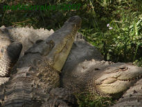 Cocodrllos descanzando