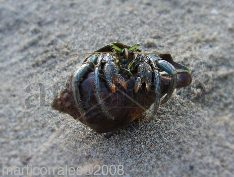 Cangrejo ermitaño