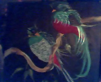 aves de paso