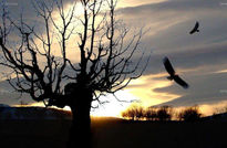 Aves de carroña