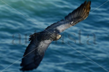 Pose de águila