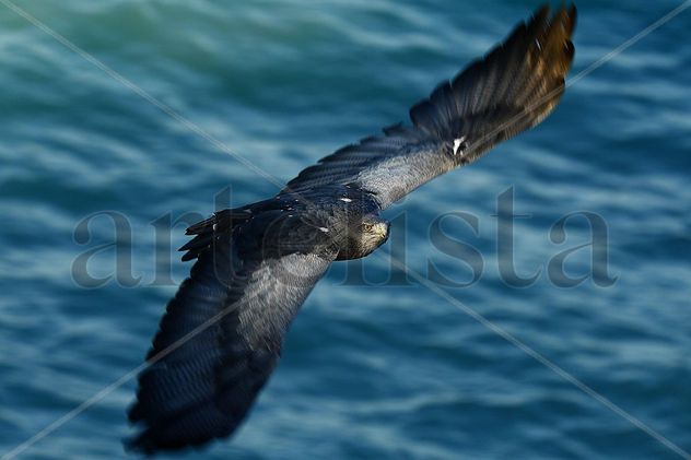 Pose de águila