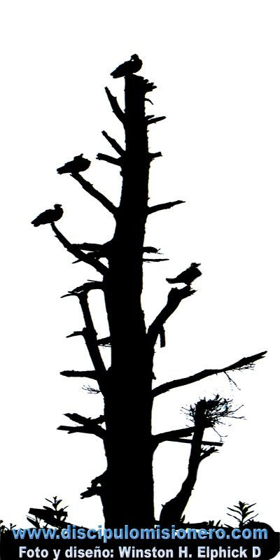 Arbol muerto, no...