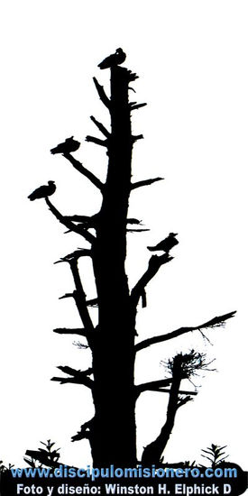 Arbol muerto, no sepultado Naturaleza Color (Digital)