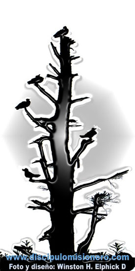 Arbol muerto, no sepultado (II) Naturaleza Blanco y Negro (Digital)