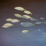 Peces thumbnail 2