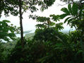 tortuguero.costa rica. iam pico pikin