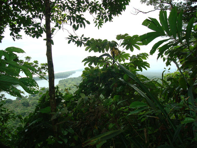 tortuguero.costa rica. iam pico pikin 