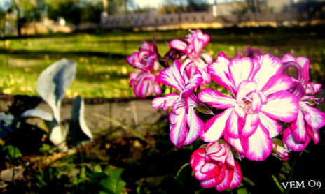 MIS FLORES