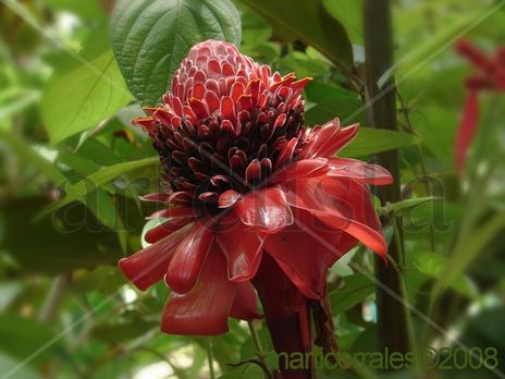 Baston del emperador