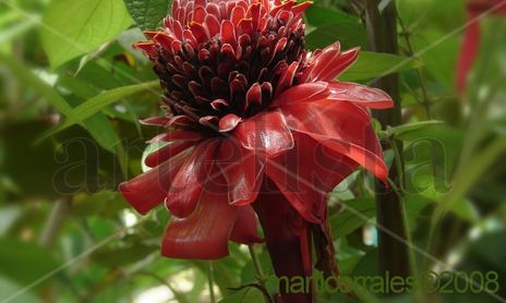 Flora de Honduras