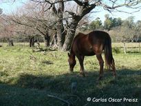 Caballo y arboleda