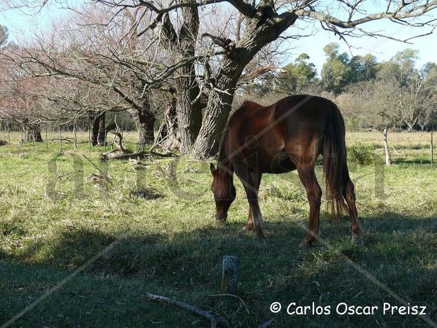 CABALLO Y ARBOLEDA Nature Color (Digital)