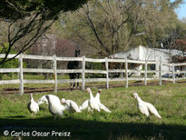 Pavos blancos