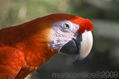 guacamaya