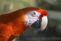 Guacamaya