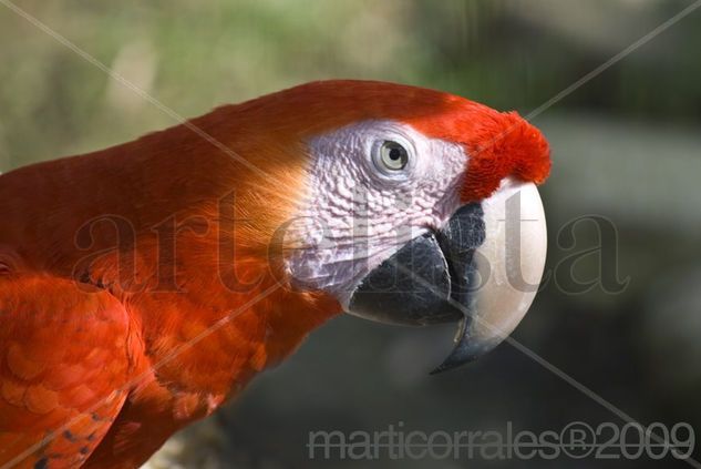 guacamaya Nature Color (Digital)