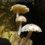 Flora de Honduras thumbnail 2