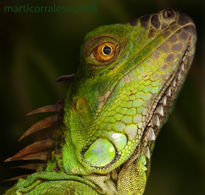 Iguana