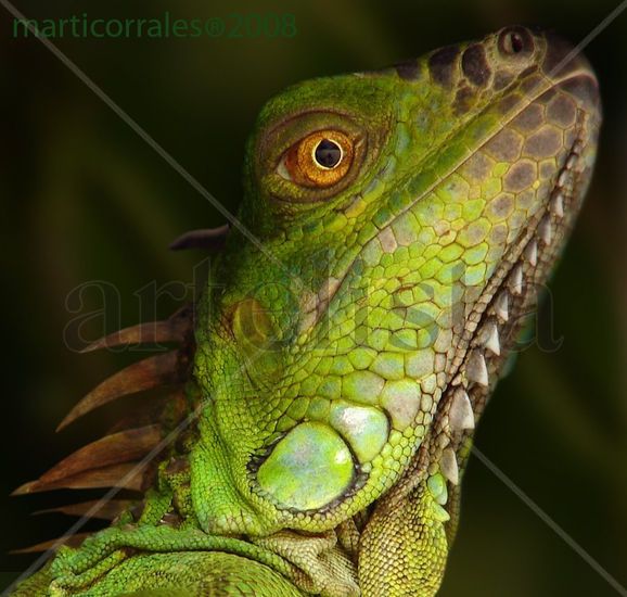 Iguana Nature Color (Digital)