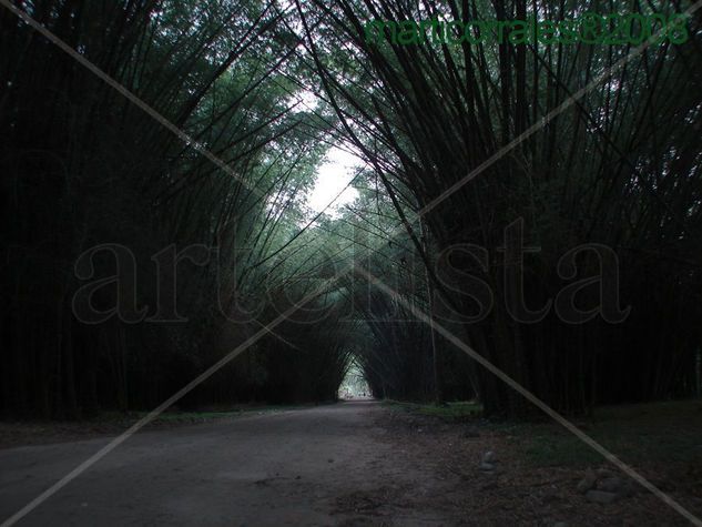 Tunel de bambu Viajes Color (Digital)