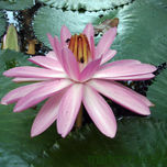 Flora de Honduras thumbnail 1