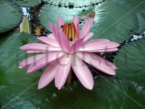 Nenufar