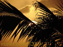 Sol Caribeño y palmera