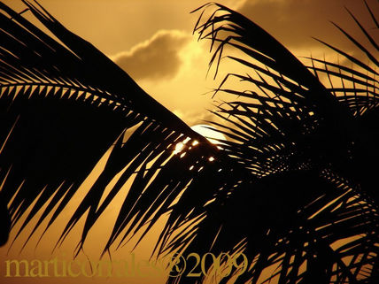 Sol Caribeño y palmera