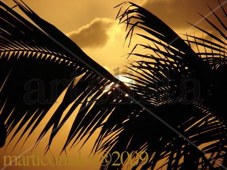 Sol Caribeño y palmera