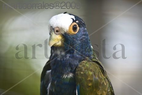 Periquito