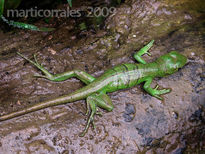 Iguana verde