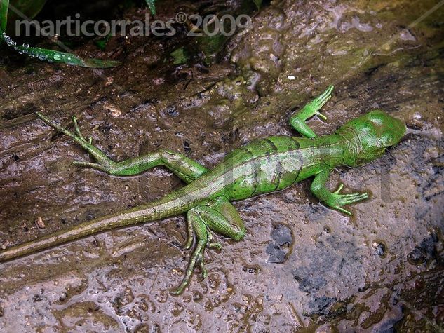 Iguana verde Naturaleza Color (Digital)