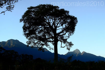 Ceiba y Pico Bonito