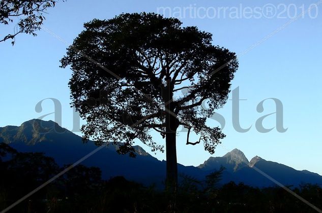 Ceiba y Pico Bonito Naturaleza Color (Digital)